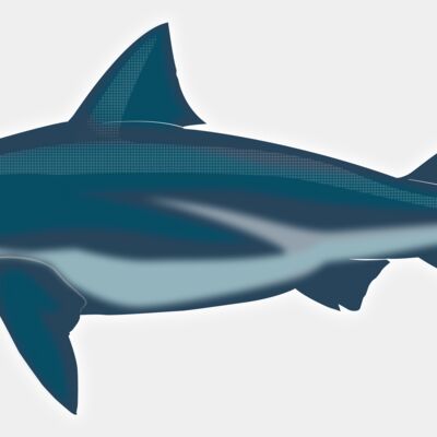 Bull Shark illustration  Thumbnail